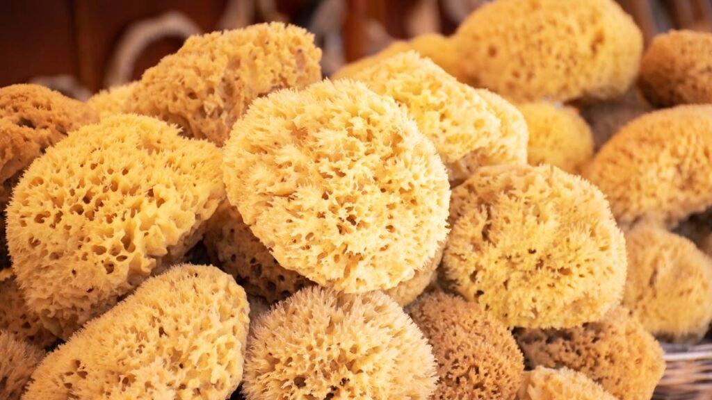 Eles vivem há milênios e podem guardar o segredo da vida na Terra de acordo com especialistas