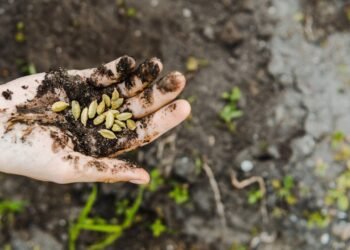A semente perfeita para plantar em apartamentos que cresce sem problemas mesmo com pouco sol