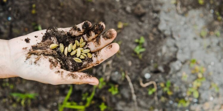 A semente perfeita para plantar em apartamentos que cresce sem problemas mesmo com pouco sol