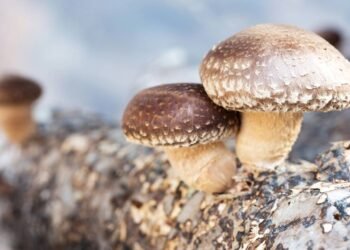 O cogumelo nutritivo que age no sistema imunológico e auxilia no controle do colesterol