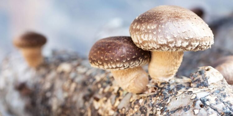 O cogumelo nutritivo que age no sistema imunológico e auxilia no controle do colesterol