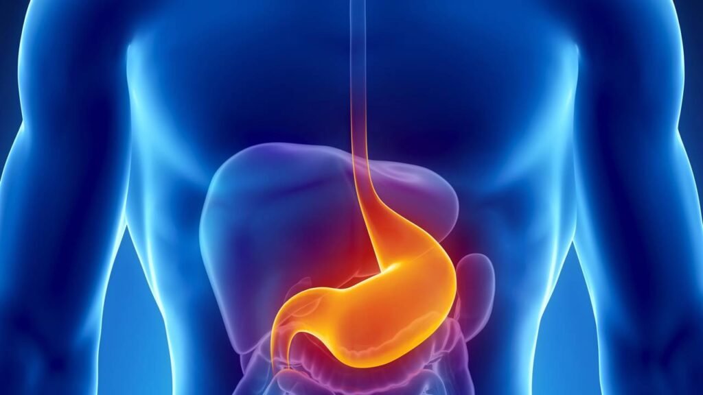 Por que o estômago ronca tanto quando está vazio segundo a ciência