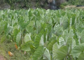Aprenda a plantar em casa uma hortaliça rica em ferro que fortalece a saúde e a alimentação