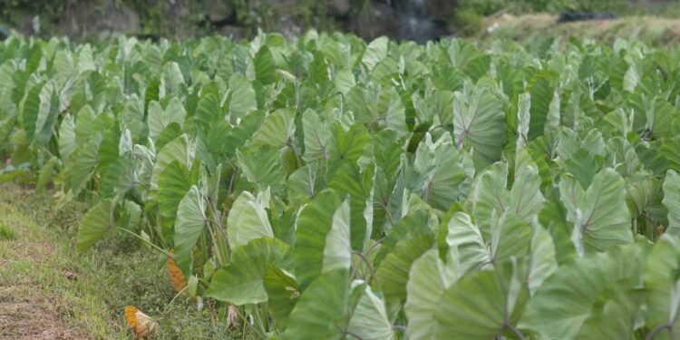 Para potencializar o aproveitamento do ferro, é comum combiná-la com alimentos ricos em vitamina C - Créditos: depositphotos.com / leungchopan