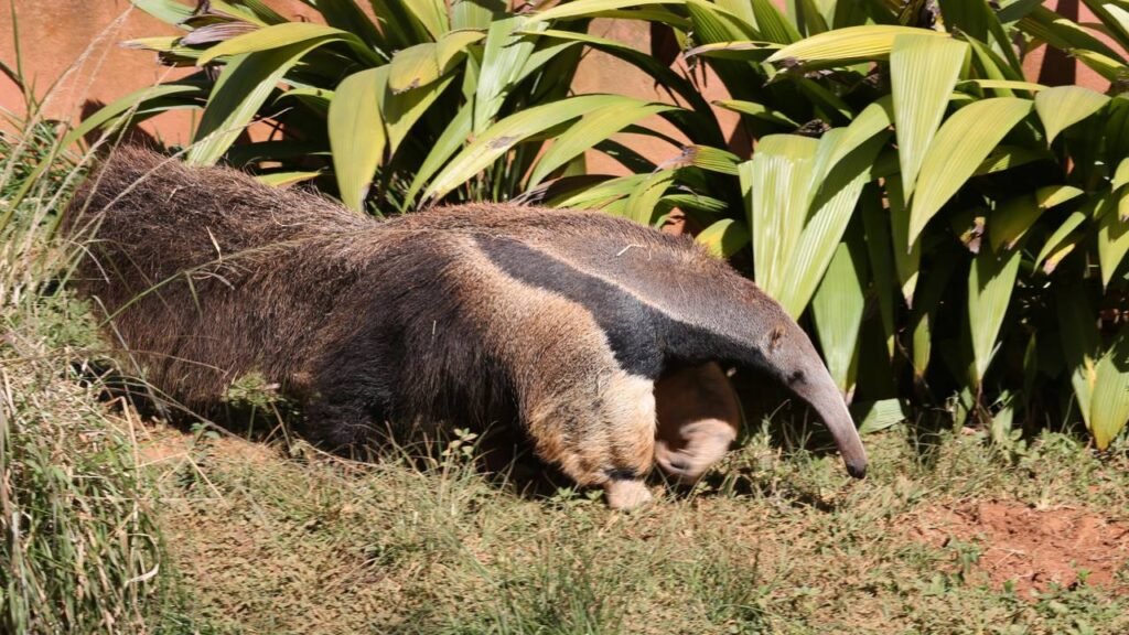 Os 8 nomes de bicho que só o Brasil conseguiria inventar