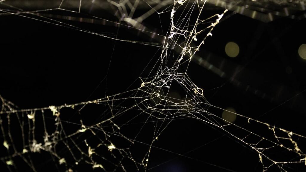 Esta é a maior teia de aranha do mundo, ela abrange dois países e tem mais de 100 mil aranhas