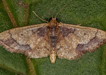 O que significa encontrar traças em casa?