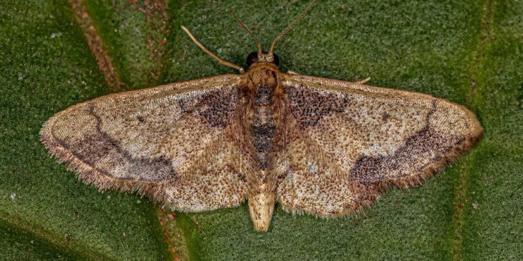 O que significa encontrar traças em casa?