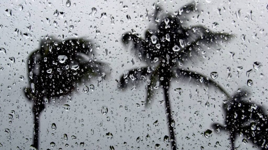 Poucos sabem por que as árvores “choram” antes de uma chuva forte