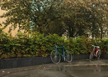 Poucos sabem por que as árvores “choram” antes de uma chuva forte