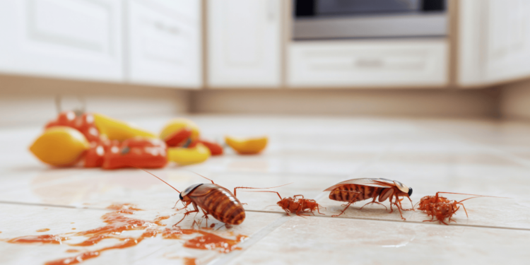 O aparelho que mais atrai baratas e está em quase todas as cozinhas