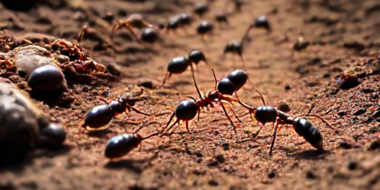 A maneira de eliminar formigueiros do jardim em menos de um minuto, segundo especialistas