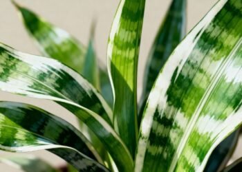 O que significam as manchas brancas na língua de sogra e como identificar cada causa