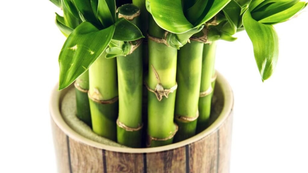 Planta popular no Feng Shui associada à força, equilíbrio energético e harmonia nos ambientes