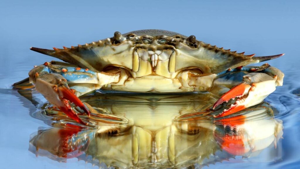 O animal favorito de quem nasceu em julho