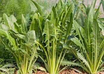 A folha amarga que fortalece a rotina, ajuda o intestino e cresce até em apartamento