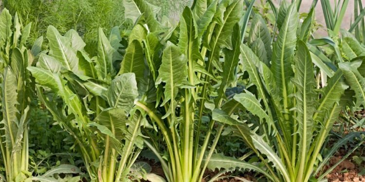 A chicória é muito ligada ao bem-estar digestivo por ter compostos amargos e boas quantidades de fibras - Créditos: depositphotos.com / ermess