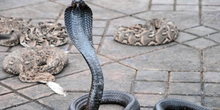 O que significa aparecer cobra em casa