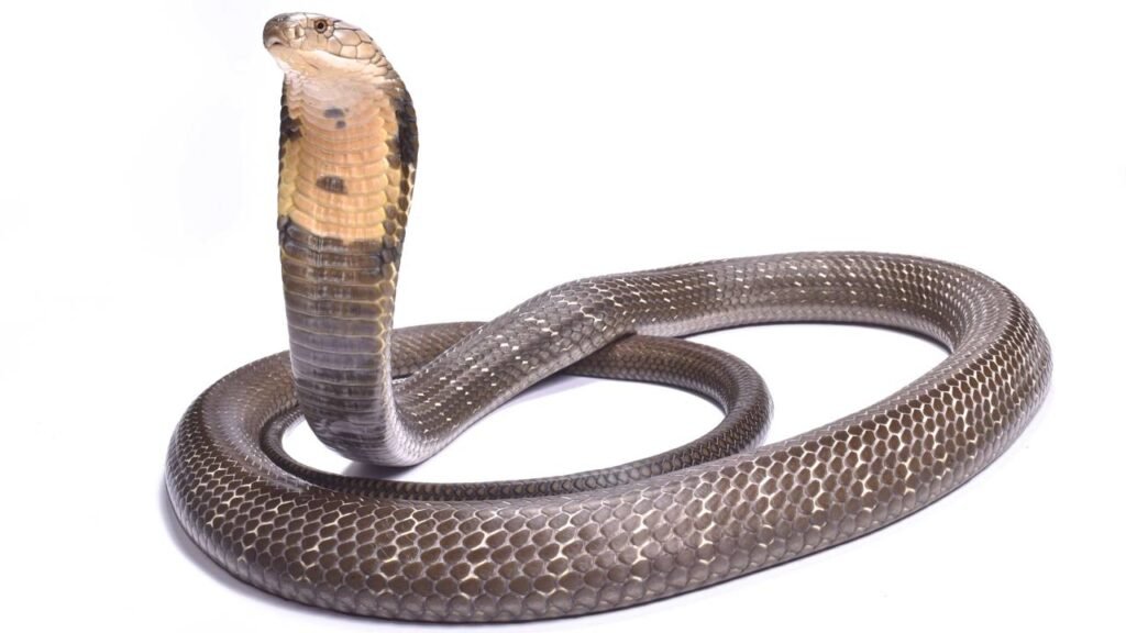 O que significa aparecer cobra em casa