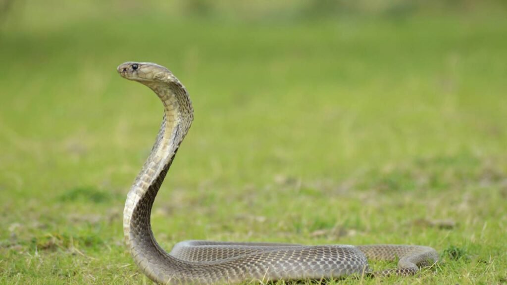 O que significa aparecer cobra em casa