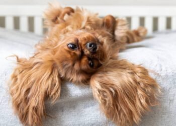 O significado do cachorro ficar de barriga para baixo, segundo estudos