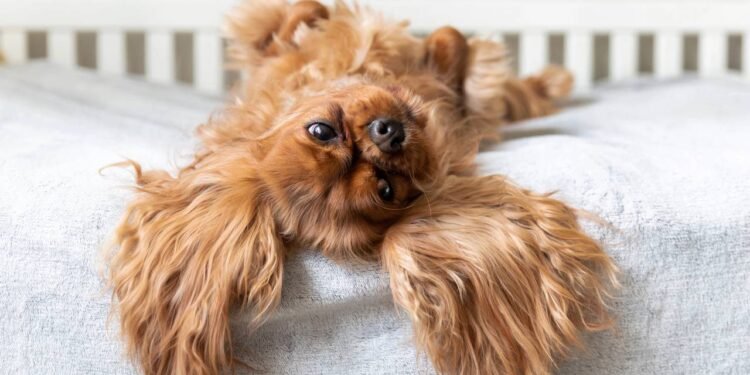 O significado do cachorro ficar de barriga para baixo, segundo estudos