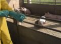 Febre Suína clássica não afeta humanos, mas gera alerta