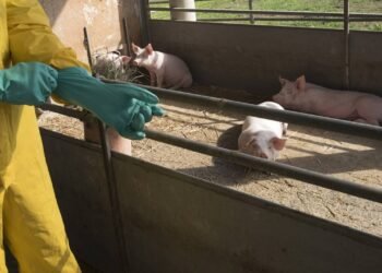 Febre Suína clássica não afeta humanos, mas gera alerta