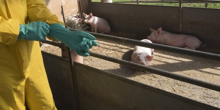 Febre Suína - Créditos: depositphotos.com / egubisch