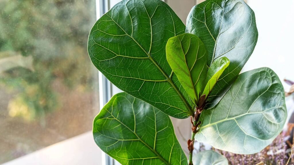 Planta ornamental que valoriza a decoração e traz sensação de ambiente organizado
