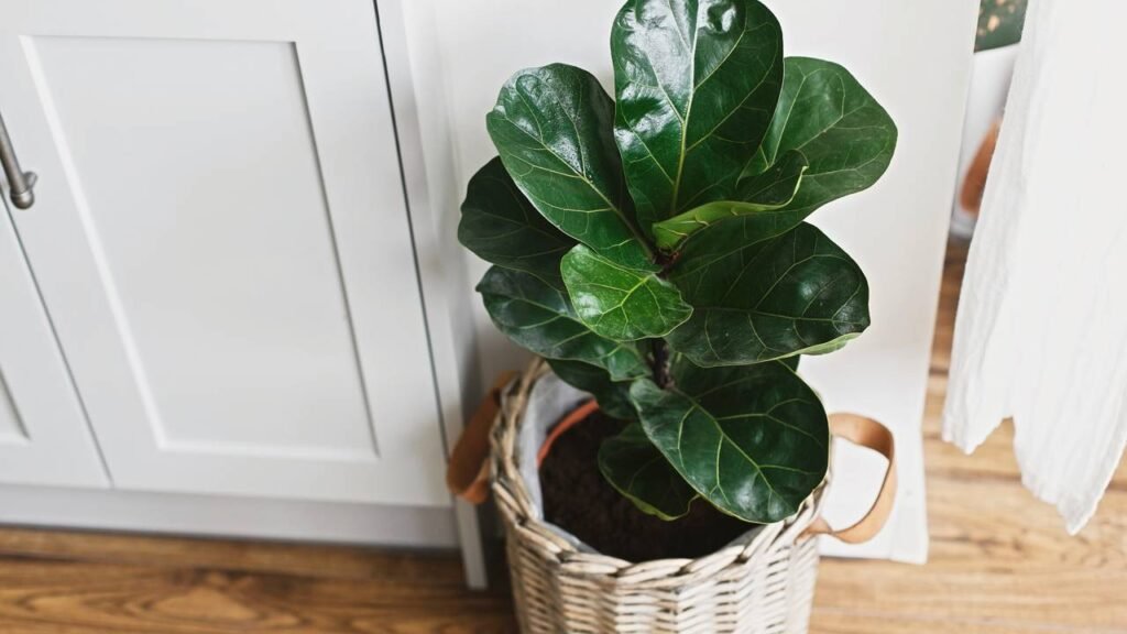 Planta ornamental que valoriza a decoração e traz sensação de ambiente organizado