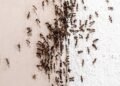 Como afastar formigas da casa com truques simples usando vinagre, cravo e canela