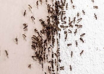 Como afastar formigas da casa com truques simples usando vinagre, cravo e canela