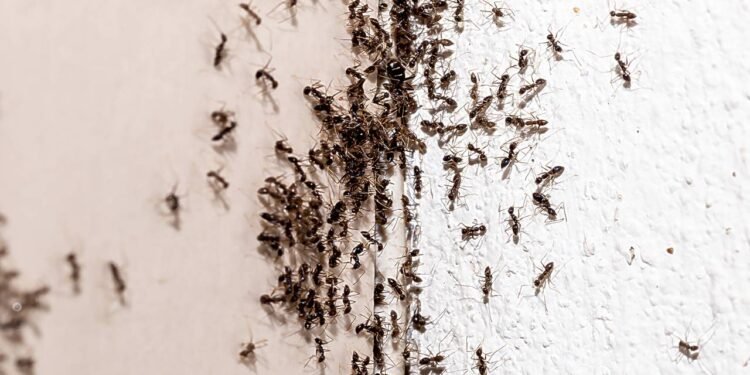 Como afastar formigas da casa com truques simples usando vinagre, cravo e canela