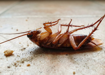 O que significa aparecer baratas de barriga para cima em casa?