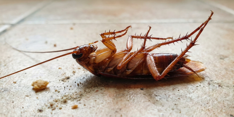 O que significa aparecer baratas de barriga para cima em casa?