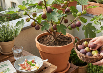 A fruta leve que melhora a digestão e dá colheitas abundantes até em espaços pequenos