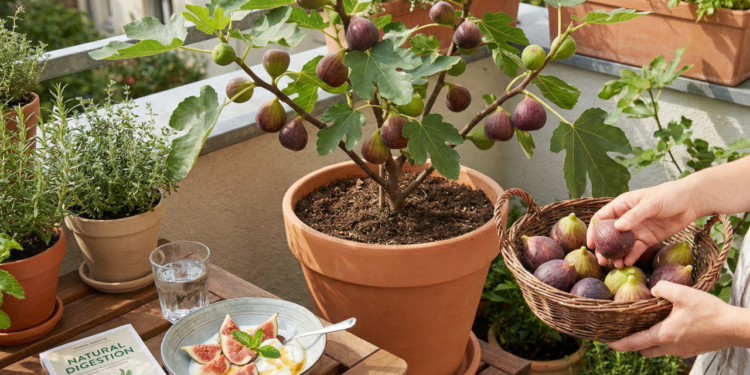 O figo é notório por sua propriedade laxativa, sendo um dos remédios naturais mais antigos e eficazes para combater a constipação