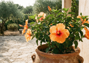 A flor fácil de plantar que pode ajudar a reduzir inchaços do dia a dia