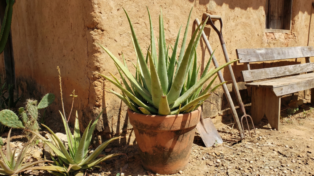 A planta rústica do interior que cresce no sol e rende preparos artesanais