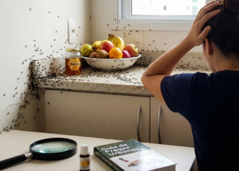O que significa aparecerem muitas formigas dentro de casa, segundo especialistas