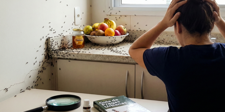 Ambiente doméstico com pontos vulneráveis que facilitam o acesso de formigas em busca de alimento e umidade.