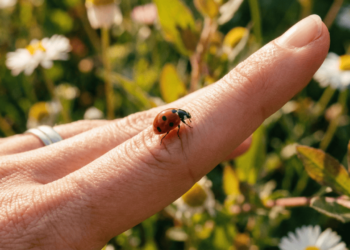 O que significa quando uma joaninha pousa na sua mão?