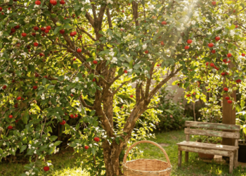 A árvore tropical que produz frutos doces e ainda perfuma o quintal o ano todo