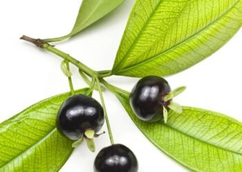 O tesouro da Mata Atlântica que ajuda no controle do açúcar