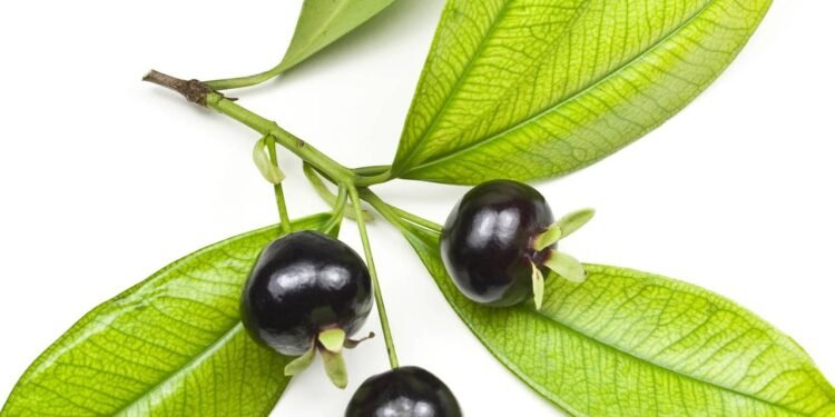 Grumixama - Créditos: depositphotos.com / ribeiroantonio