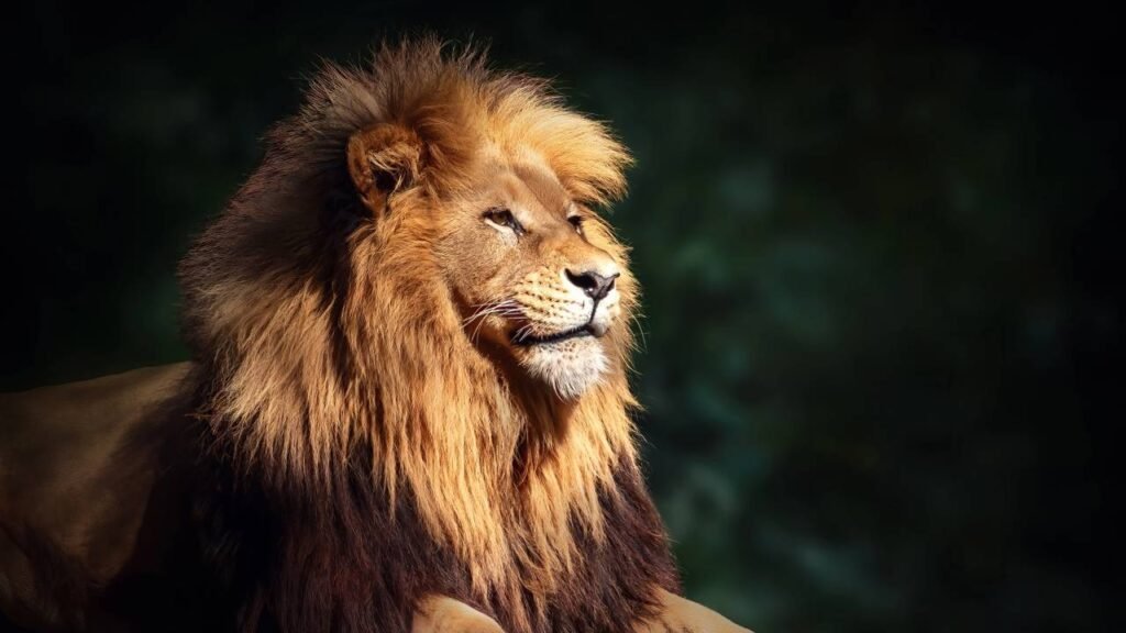 O animal favorito de quem nasceu em julho