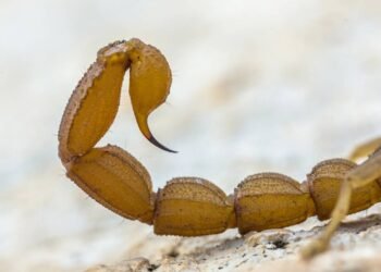 Cuidados diários que reduzem o risco de picadas de escorpião