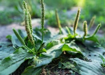 A planta poderosa que acelera a cicatrização naturalmente