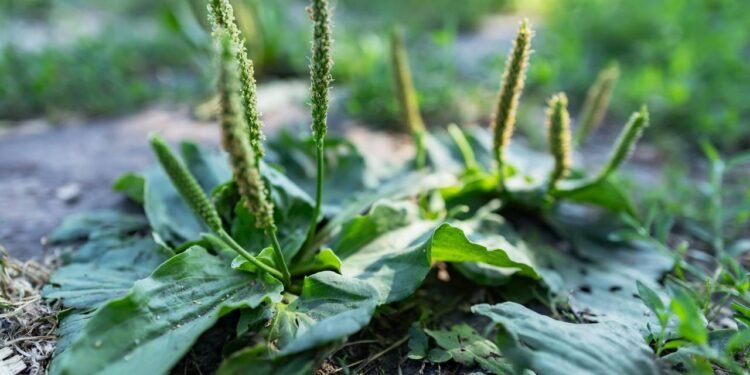 Tanchagem - Créditos: depositphotos.com / eliosdnepr@gmail.com